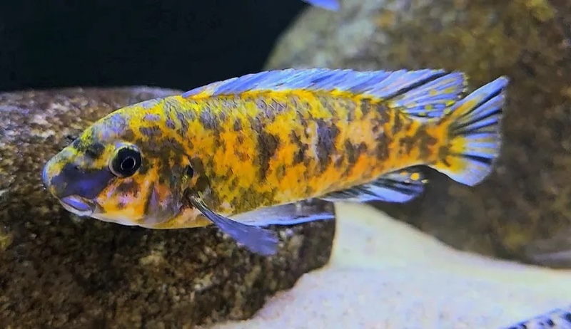 Labeotropheus trewavasae 'Chilumba'
